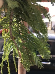 Taxodium distichum