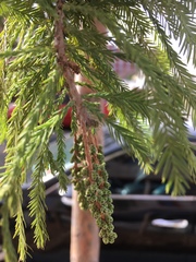 Taxodium distichum