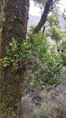 Peraxilla colensoi