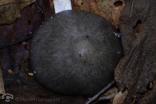 Amanita griseoturcosa