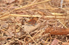 Acraea acrita acrita