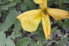 Oenothera grandis