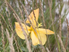 Oenothera grandis