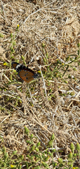 Danaus chrysippus