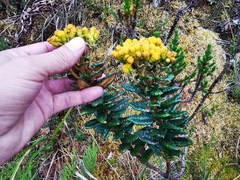 Monticalia andicola