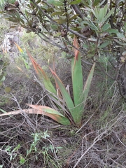 Watsonia vanderspuyae