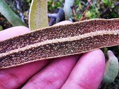 Elaphoglossum engelii