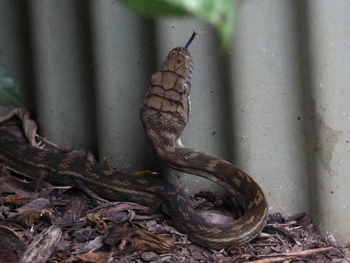Australian Scrub Python sighting