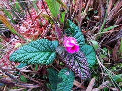 Rubus acanthophyllos