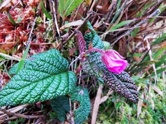 Rubus acanthophyllos