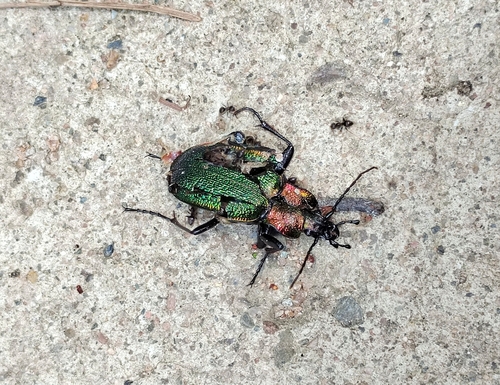 Carabus vietinghoffii bowringii