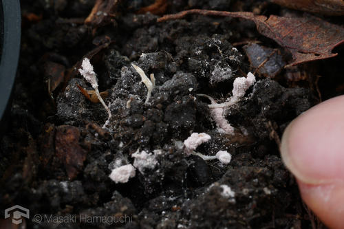 Cordyceps fumosorosea