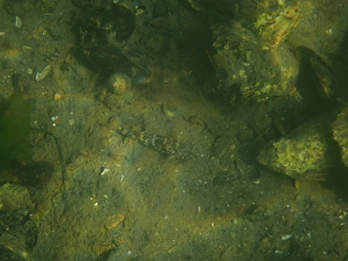Gobius niger