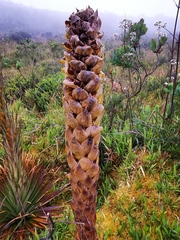 Puya trianae