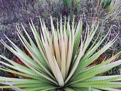 Puya goudotiana