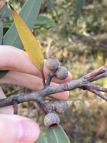 Faulconbridge Mallee Ash (Eucalyptus burgessiana)