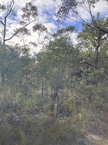 Eucalyptus burgessiana, photograph 3