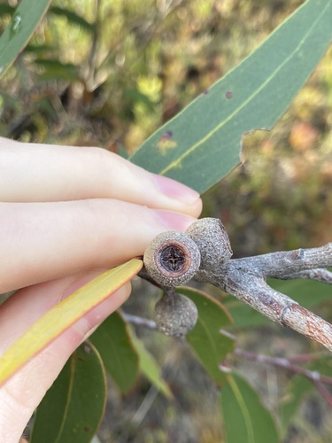 Eucalyptus burgessiana, photograph 4