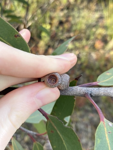 Eucalyptus burgessiana, photograph 5