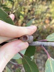 Eucalyptus burgessiana, photograph (c) Thomas Mesaglio, some rights reserved (CC BY)