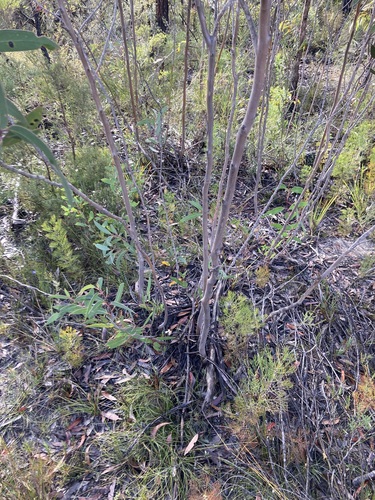 Eucalyptus burgessiana, photograph 2
