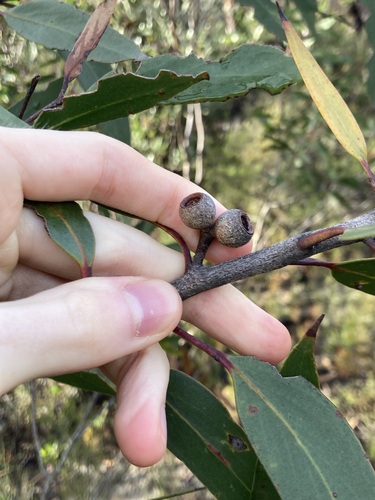 Eucalyptus burgessiana, photograph 6