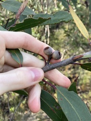 Eucalyptus burgessiana, photograph (c) Thomas Mesaglio, some rights reserved (CC BY)