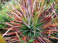 Puya trianae
