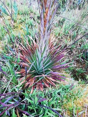 Puya trianae