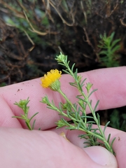 Chrysocoma valida