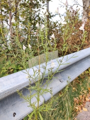 Linaria × sepium