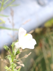 Linaria × sepium