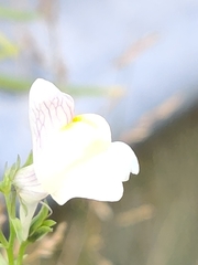 Linaria × sepium