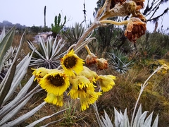 Espeletia grandiflora