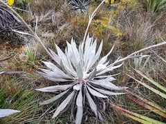 Espeletia grandiflora