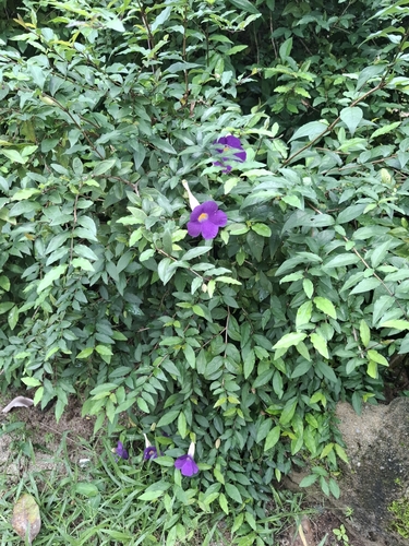 Bush Thunbergia