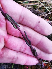 Neobartsia laniflora