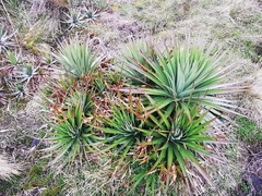 Puya trianae