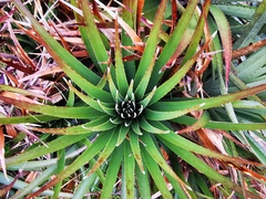 Puya trianae