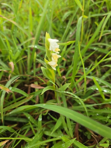 Toothbrush Orchid (Habenaria heyneana)