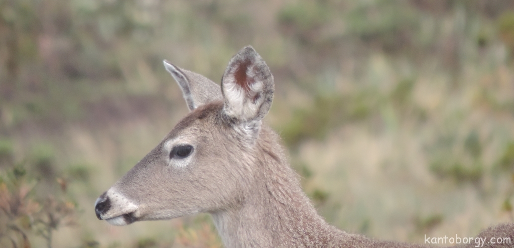 Odocoileus virginianus image