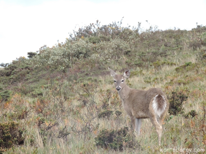 Odocoileus image