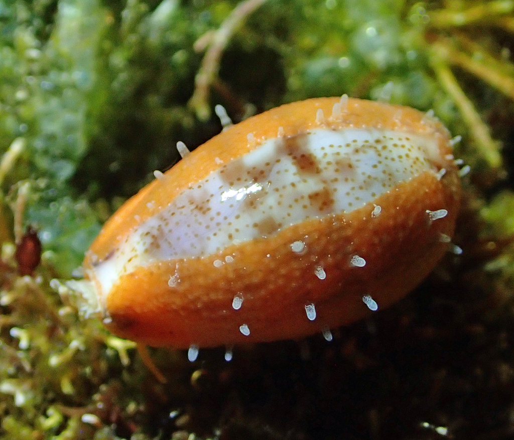 Fringed Cowrie