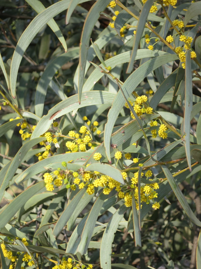 Brigalow (Plants of Goonderoo Bush Heritage Reserve ) · iNaturalist