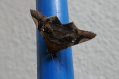 Euclystis guerini