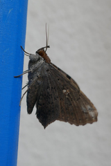 Euclystis guerini