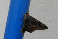 Euclystis guerini