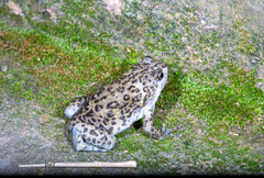 Sichuan Digging Frog photo 5
