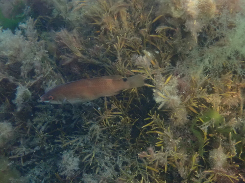 Ctenolabrus rupestris