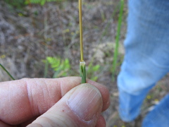 Sorghastrum